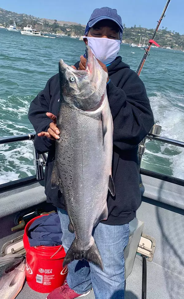 Read more about the article <strong>Sausalito Salmon Report</strong>